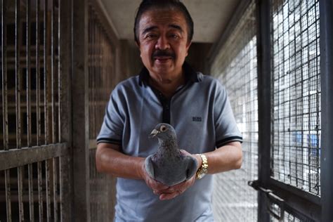 mcarthur pigeon race prize|In the Philippines’ intense 600km homing pigeon race, birds face .
